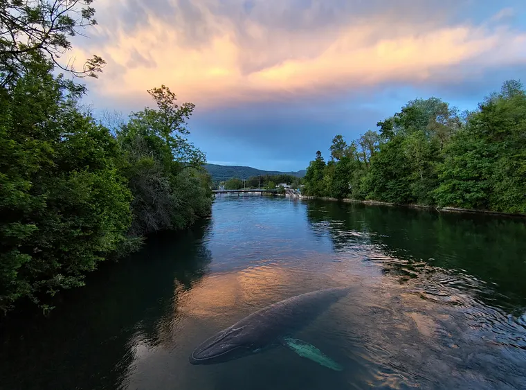 A whale submerged just under the river surface, afterglow banked along the cloud line