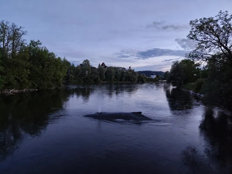 A whale surfacing in a river at dusk, the town on the far bank unbothered